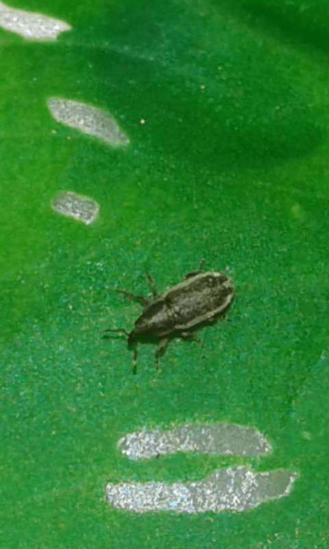 Curculionidae : Mecinus circulatus? S